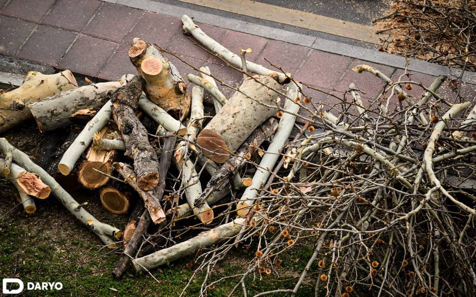 Чирчиқда 28 туп қимматбаҳо ёнғоқ дарахтини кесганларга суд ҳукми ўқилди