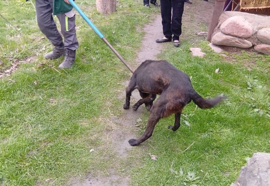 Ангренда 8 ёшли боланинг ўлимига сабабчи бўлган дайди ит тутилди