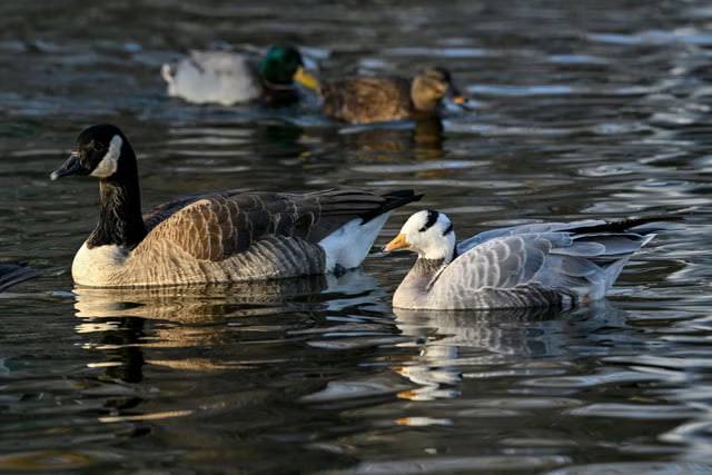 Хитойлик эркак ўрдак ошқозонидан 1700 долларлик олтин топиб олди