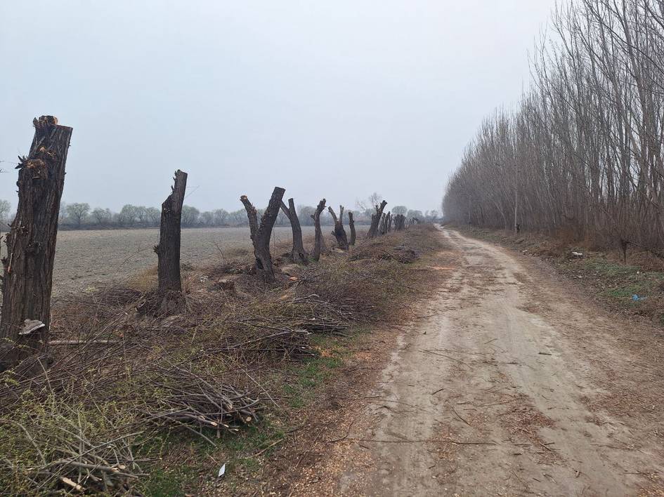 Фарғонада 90 туп тол ноқонуний кесилгани аниқланди