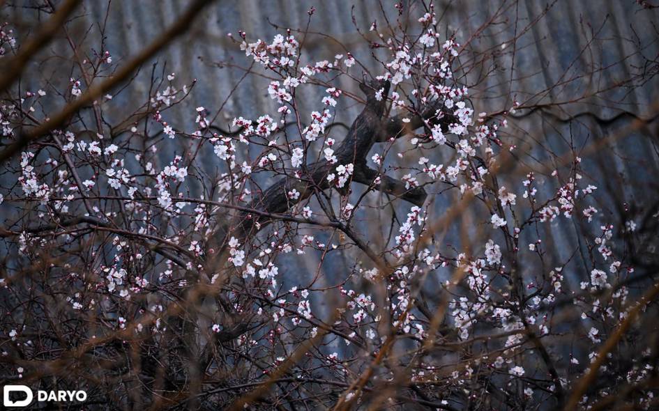 O‘zbekistonda sovuq havo qachongacha saqlanib qolishi ma’lum qilindi