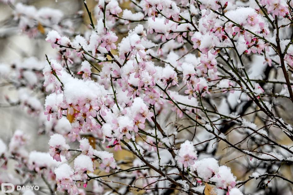 На этой неделе в Узбекистане ожидаются ночные заморозки до -10 градусов