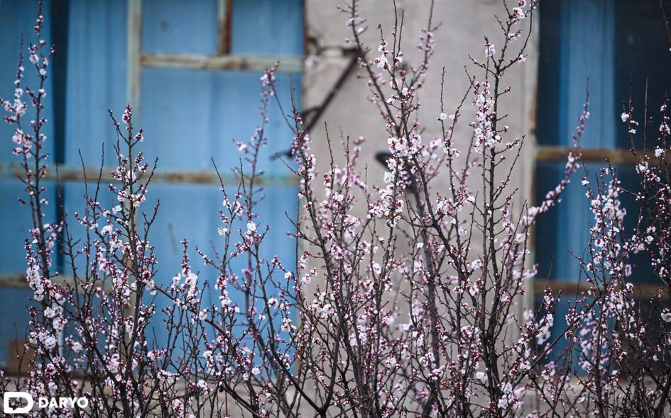 O‘zbekistonda 13-mart kuni havo harorati yana ko‘tariladi