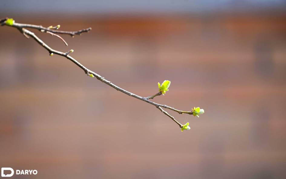Ҳафта бошида Ўзбекистонда 20 даражагача илиқ бўлиши кутилмоқда