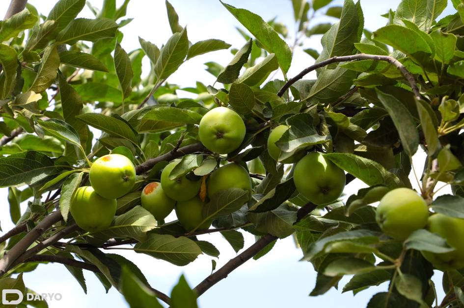 O‘zbekistonda anjir, xurmo, olma va nok yetishtirish uchun 18 foiz stavkada kreditlar ajratiladi