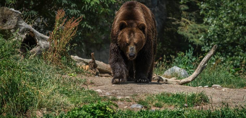Япониялик кекса эркак айиқ инига тушиб кетиб, таёқлар ёрдамида қутулиб қолди