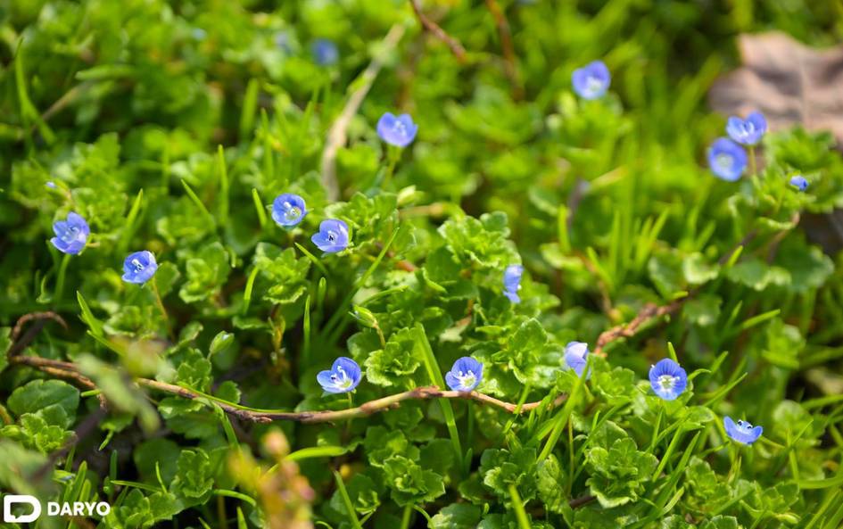 Ўзбекистонда 19 март куни қандай об-ҳаво бўлиши маълум қилинди