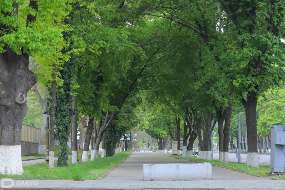 Uzbekistan begins restoration of green spaces used for parking in Tashkent