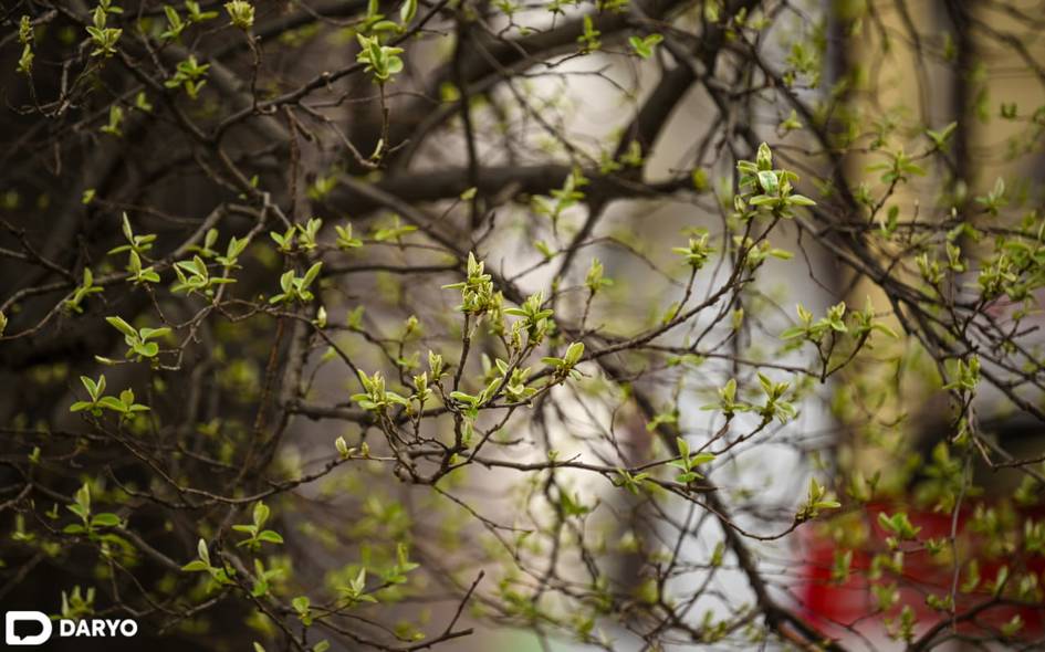 Ўзбекистонда ҳарорат 30 даражагача кўтарилади