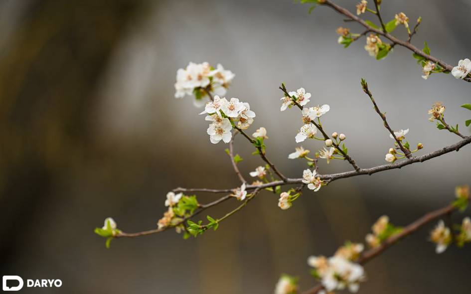 На этой неделе в Узбекистане возможно потепление до 32 градусов