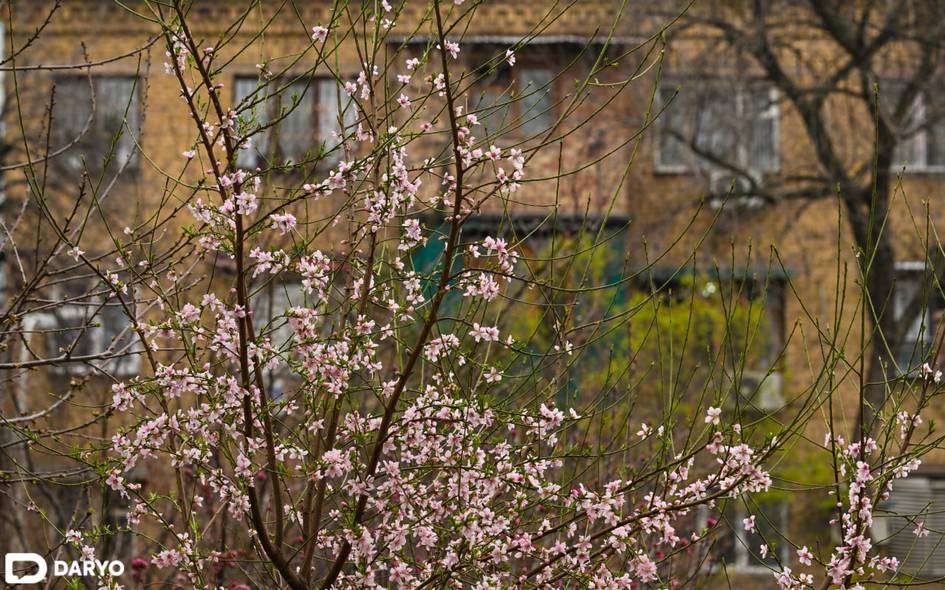 O‘zbekistonda 27-mart kuni qanday ob-havo kutilayotgani ma’lum qilindi