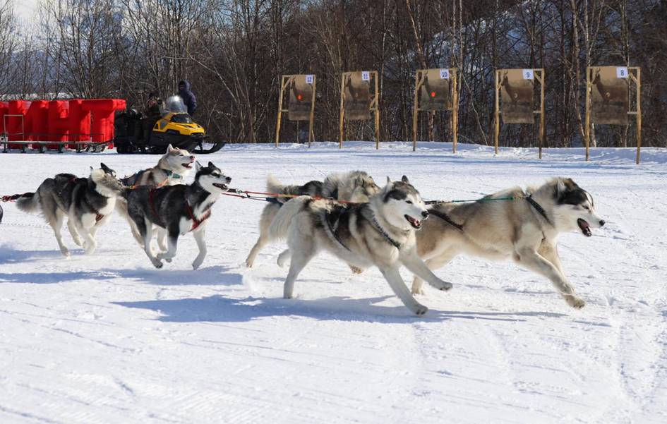Итлар қўшилган чана пойгаси ғолиби 1 425 км масофани 81 соатда босиб ўтди