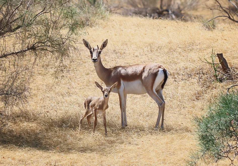 Узбекистан поддержал глобальную инициативу по защите мигрирующих видов