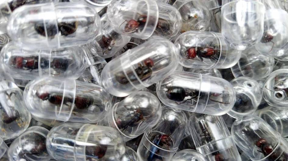 Битта чумоли 220 доллар: Кенияда чумоли контрабандаси авж олмоқда