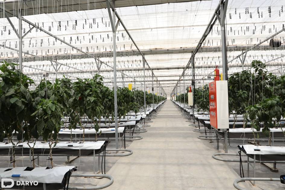 В Сурхандарье создадут агропарк с теплицами на 940 гектарах