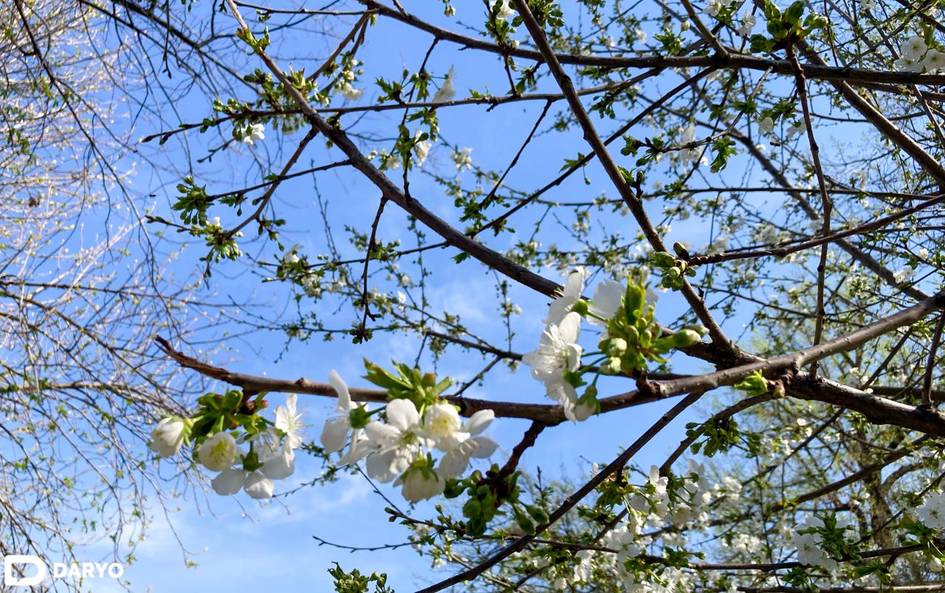 O‘zbekistonda 1-aprel kuni harorat 30 darajagacha ko‘tariladi