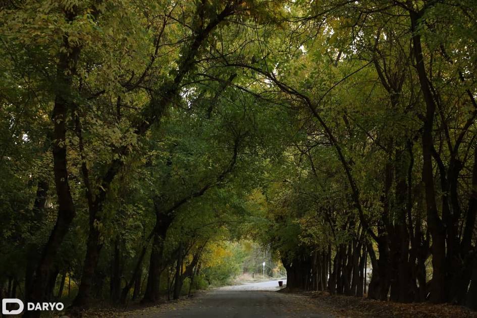 Uzbekistan advances “Green Nation” initiative with Tashkent dendrological park