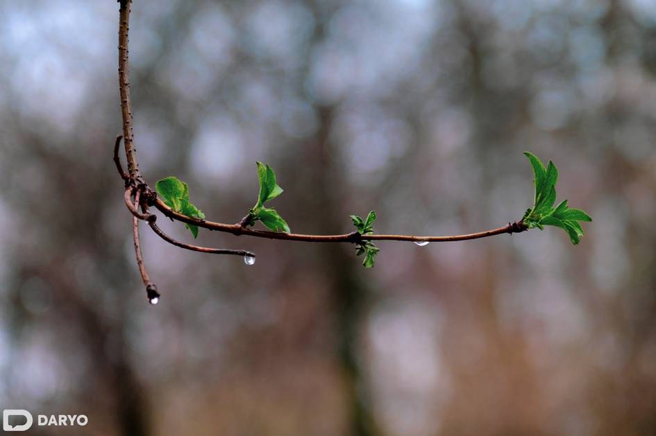 Ўзбекистоннинг айрим ҳудудларида 2 апрель куни ёмғир ёғади