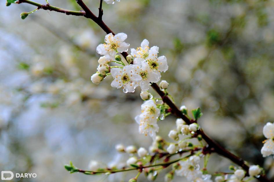 Ўзбекистонда 3 апрель куни ҳаво ҳарорати пасаяди