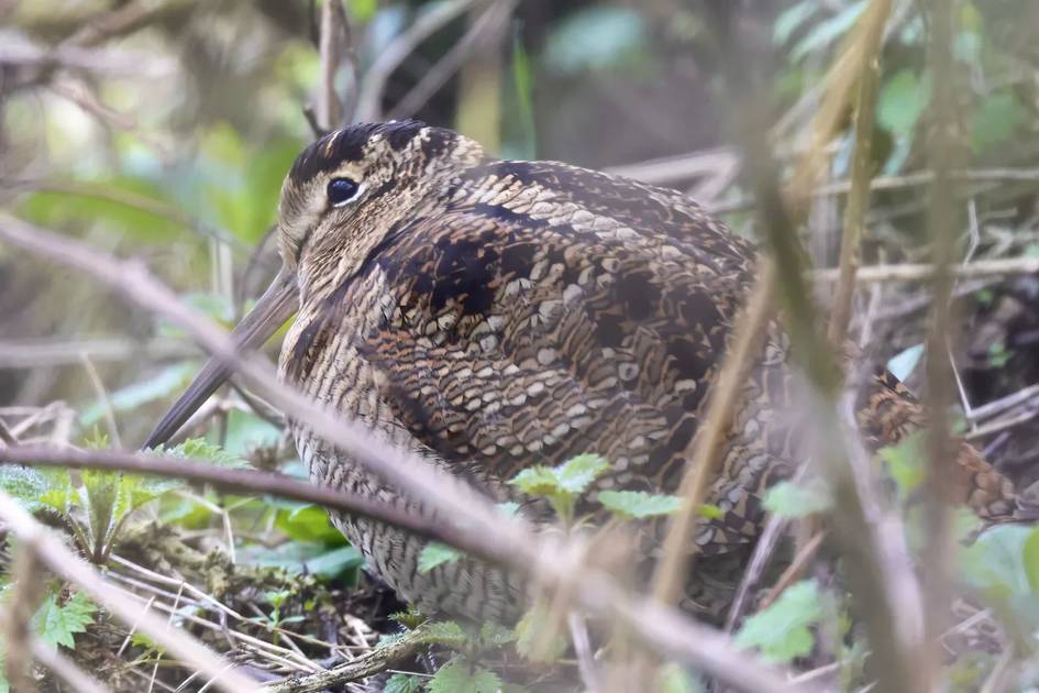 Нью Йорк марказида кутилмаган манзара: Одамлар ноёб қуш — ўрмон лойхўрагини томоша қилиш учун тўпланди (видео)