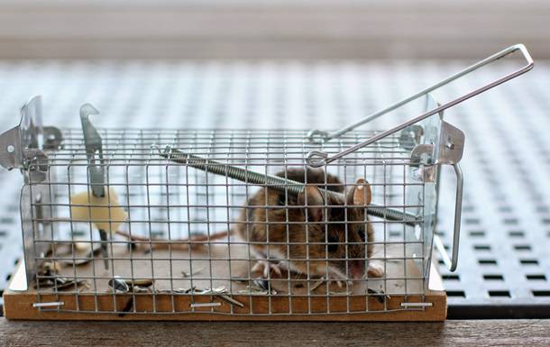 AQSHda sichqon o‘zi uchun qo‘yilgan qopqonni o‘g‘irlab ketdi