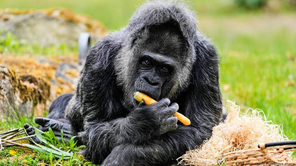 Дунёдаги энг кекса горилла 69 ёшни қаршилади