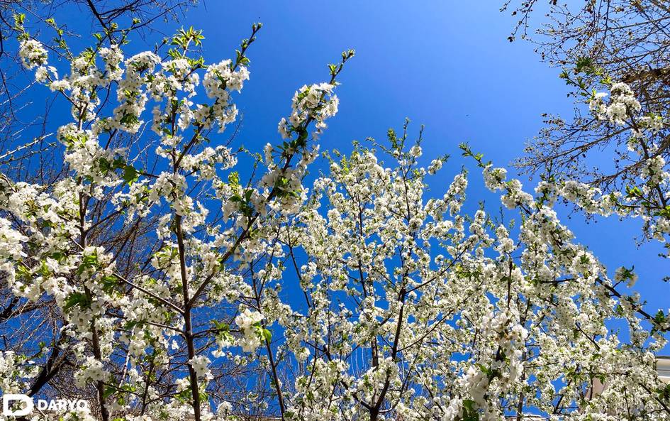 В выходные в Узбекистане потеплеет до 28 градусов