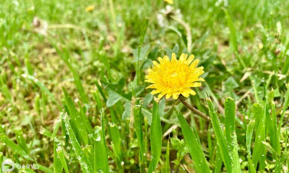 O‘zbekistoning qator hududlarida 22-aprelda yomg‘ir yog‘adi