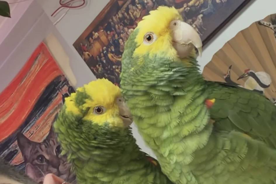 Turkiyada to‘tiqushlar Riannaning qo‘shig‘ini kuylab, ijtimoiy tarmoqlarda mashhur bo‘lib ketdi