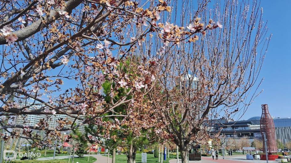 Сегодня в Узбекистане потеплеет до 31 градуса