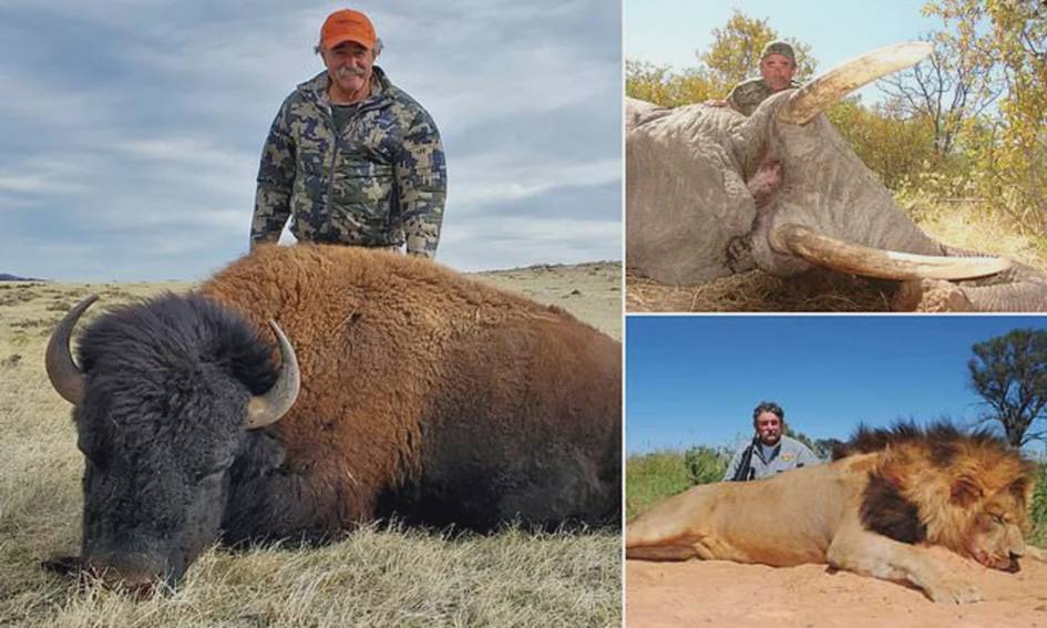 Америкалик миллионерни ов вақтида филлар босиб ўлдирди