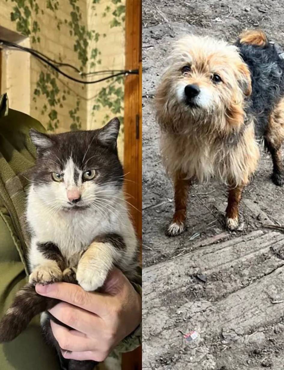 Украиналик аскарлар мушук ва итни дрон ёрдамида қутқариб олди (видео)