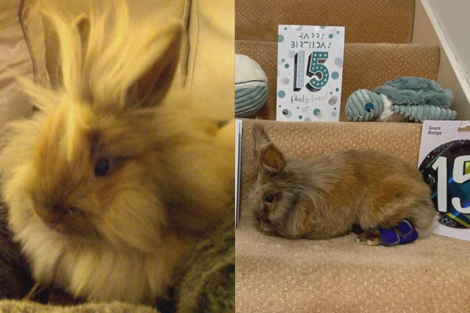 Ҳерби лақабли 15 ёшли қуён Гиннеснинг рекордлар китобига киритилди