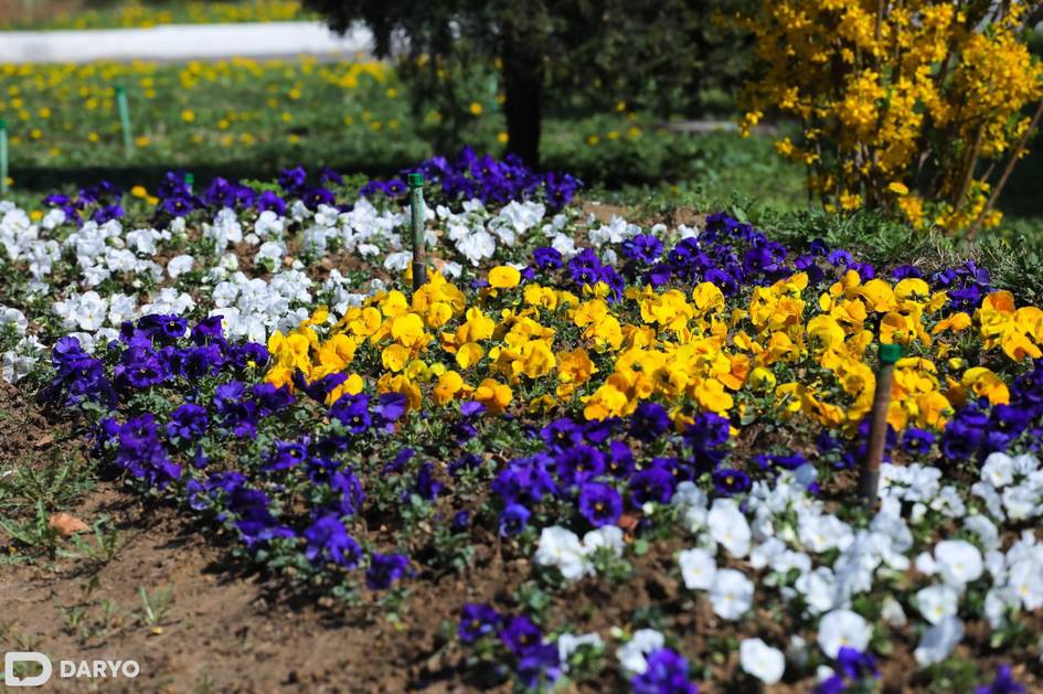 150 млн цветов — наманганцы хотят установить мировой рекорд