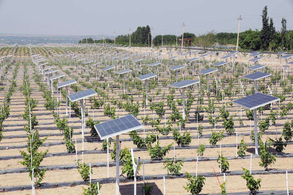 Uzbekistan to scale agrivoltaics model nationwide after Quva pilot in Fergana region