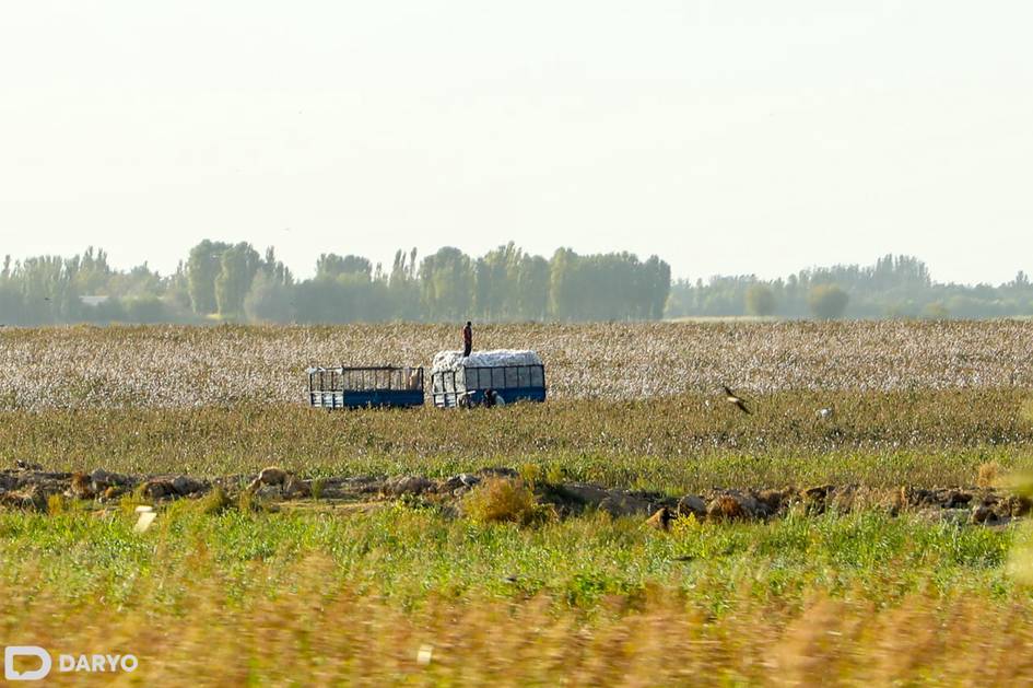 Farg‘ona viloyatida paxta-g‘alla maydoni qisqartiriladi