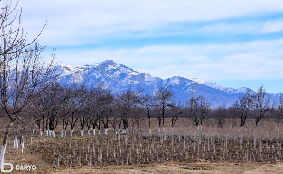Хлопковые и зерновые площади в Фергане превратят в фруктовые плантации