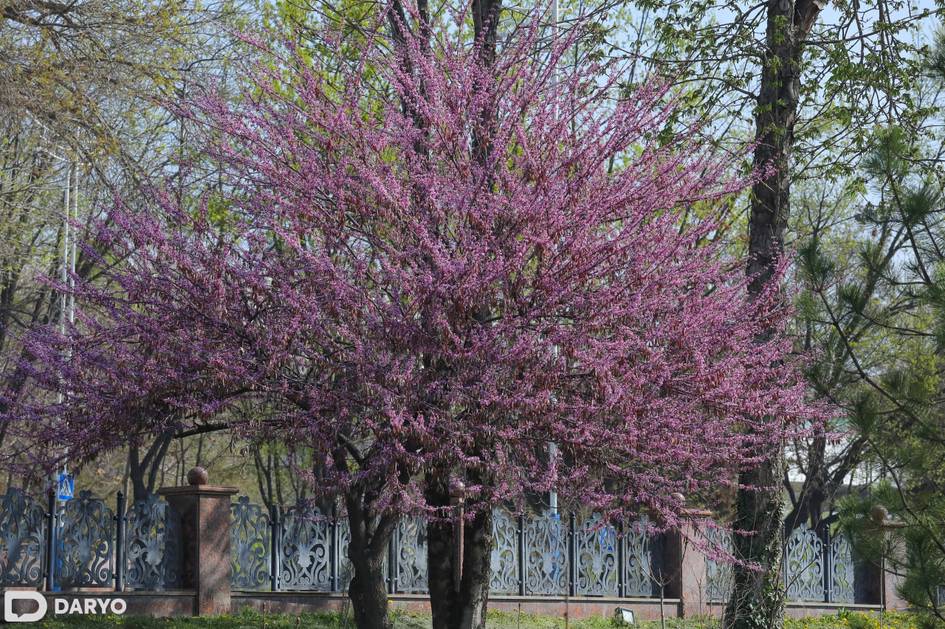 Сегодня в Узбекистане потеплеет до 33 градусов