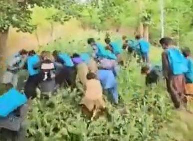 “Tolibon” giyohvand moddalarni yo‘q qilish uchun bolalardan foydalandi