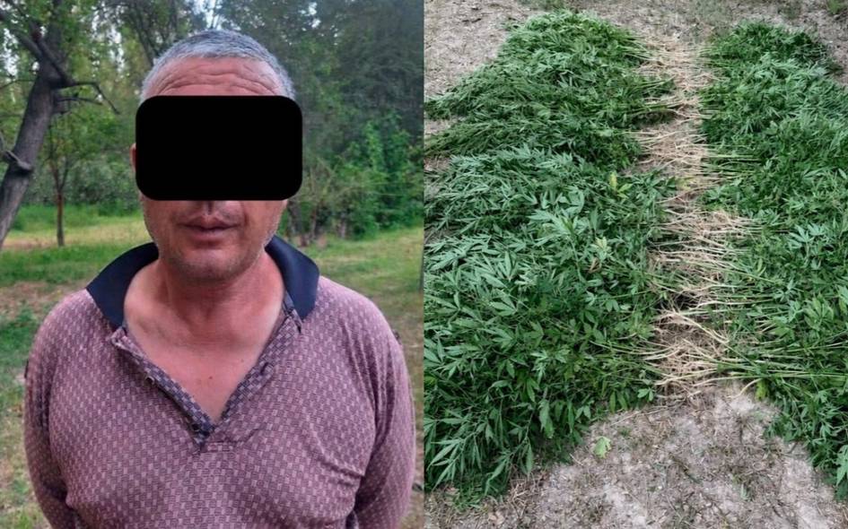 Намангандаги хонадон томорқасидан 839 туп каннабис топилди