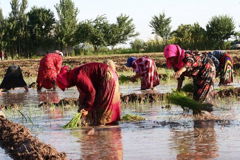 Tajikistan expands rice cultivation as production reaches record levels