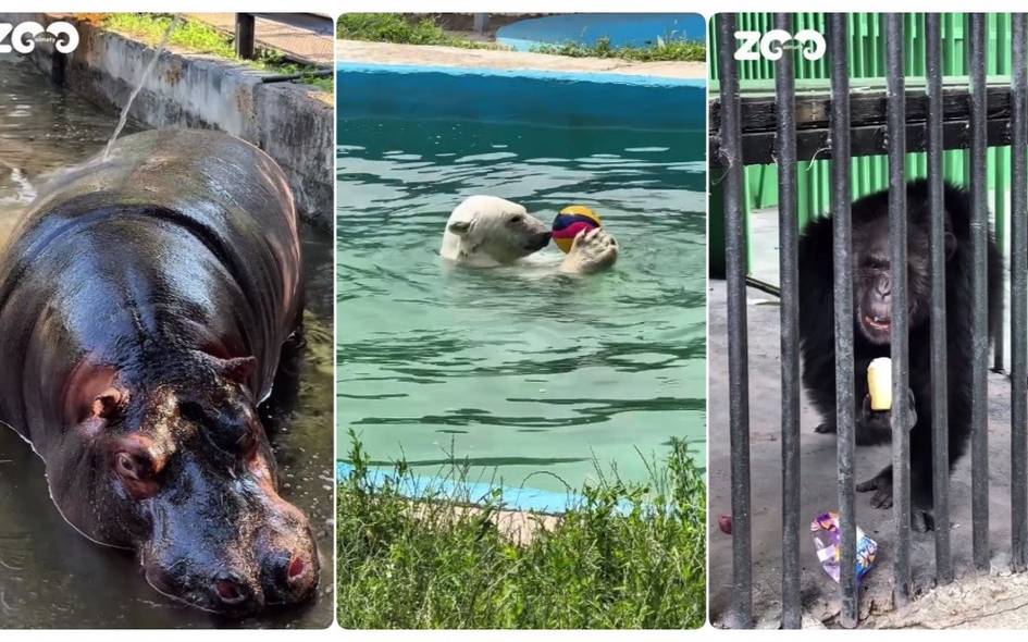 Музқаймоқ ялаётган шимпанзе ва бассейндаги айиқлар: Олмаота ҳайвонот боғи жониворлар жазирамадан қандай сақланаётганини кўрсатди (видео)