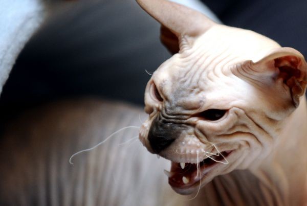 Mobil telefonlar uchun insest porno videolar