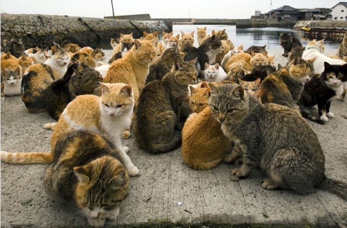 Saunada pornografiya tarqatiladi