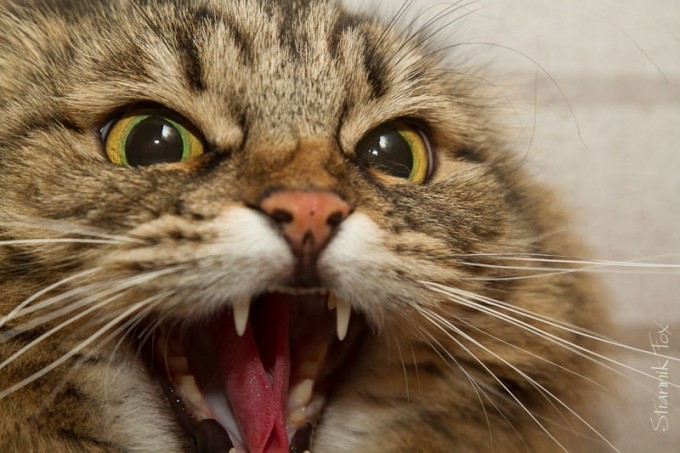 Kichkina Kapris sperma