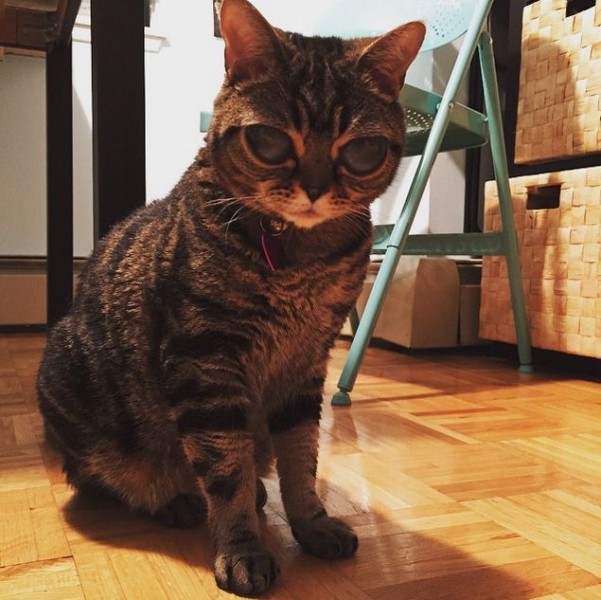 Erkak qolini mushukdagi porno surat