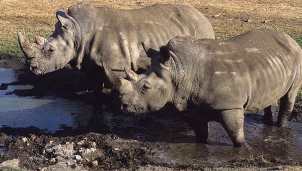 Veronika Diamond bilan porno