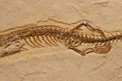 Oyoqlarning dikni silkitib qoygan fotosurati