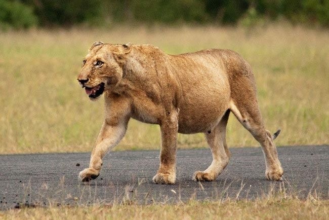 Dzerjinskda katta yoshli ayol uchun jinsiy aloqa