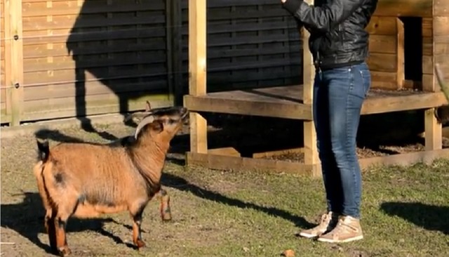 Rus oltin dush porno